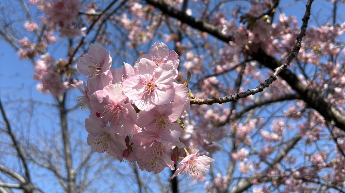 Cherry Blossoms in Japan